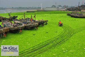 پاورپوینت جلبک ها