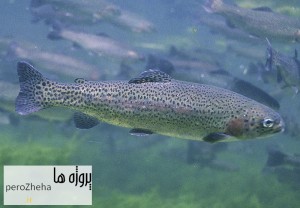 تاثیر پروتئین های هیدرولیز شده در لارو قزل آلا