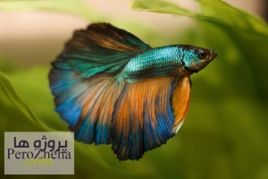 دو رگه گیری در ماهیان