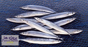  انواع فرآوری ماهی کیلکا