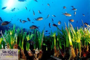 جلبک و فرآورده های حاصل از آن