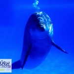 زندگی دلفین ها