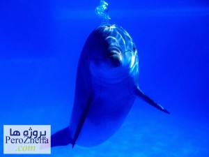 زندگی دلفین ها