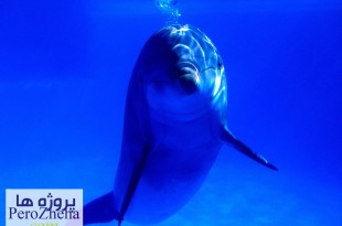 زندگی دلفین ها