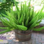 دانلود پاورپوینت گیاه شویدی دم روباهی