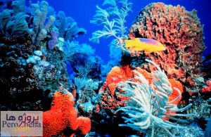 پاورپوینت جزایر مرجانی