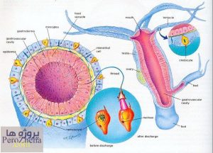 پاورپوینت ماهی هیدر