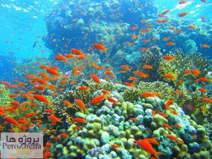 پاورپوینت مشکلات پرورش میگو