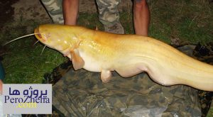 پاورپوینت صید ماهی اسبله