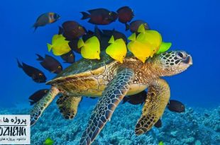 دانلود پاورپوینت لاک پشت های دریایی