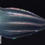 پاورپوینت تاثیر شانه دار بر دریای خزر