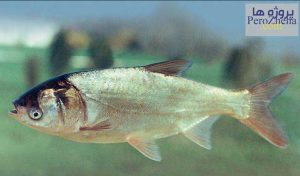 ماهی کپور نقره ای ( فیتوفاگ )
