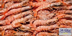 پاورپوینت بررسی صادرات میگو به اسپانیا