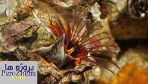 پاورپوینت بارناکل