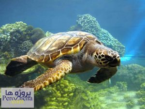 بررسی رفتارمهاجرت در لاک پشت های دریایی