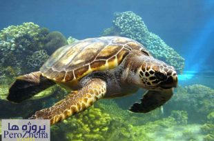 بررسی رفتارمهاجرت در لاک پشت های دریایی