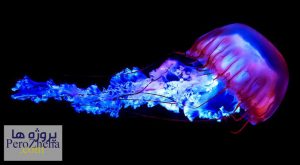 پاورپوینت فراوری عروس دریایی