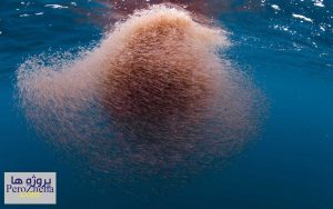 پاورپوینت آرد کریل