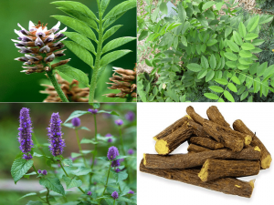 پاورپوینت گیاه دارویی شیرین بیان