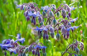 پاورپوینت بررسی گیاه گاوزبان