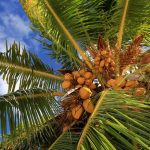 پاورپوینت آفات و بیماری های درخت نارگیل