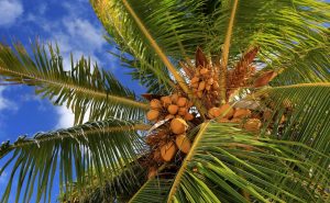 پاورپوینت آفات و بیماری های درخت نارگیل