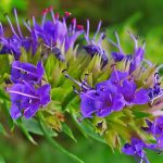 پاورپوینت معرفی گیاه دارویی زوفا