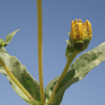 پاورپوینت معرفی گیاه دان سیاه