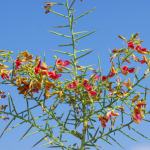 پاورپوینت گیاه دارویی خارشتر