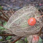 پاورپوینت گیاه دارویی عروسک پشت پرده