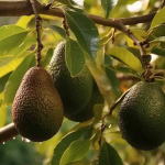 پاورپوینت معرفی کامل آووکادو