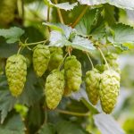 پاورپوینت معرفی گیاه رازک