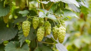 پاورپوینت معرفی گیاه رازک