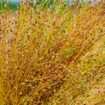 پاورپوینت معرفی گیاه کاملینا