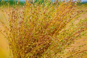 پاورپوینت معرفی گیاه کاملینا